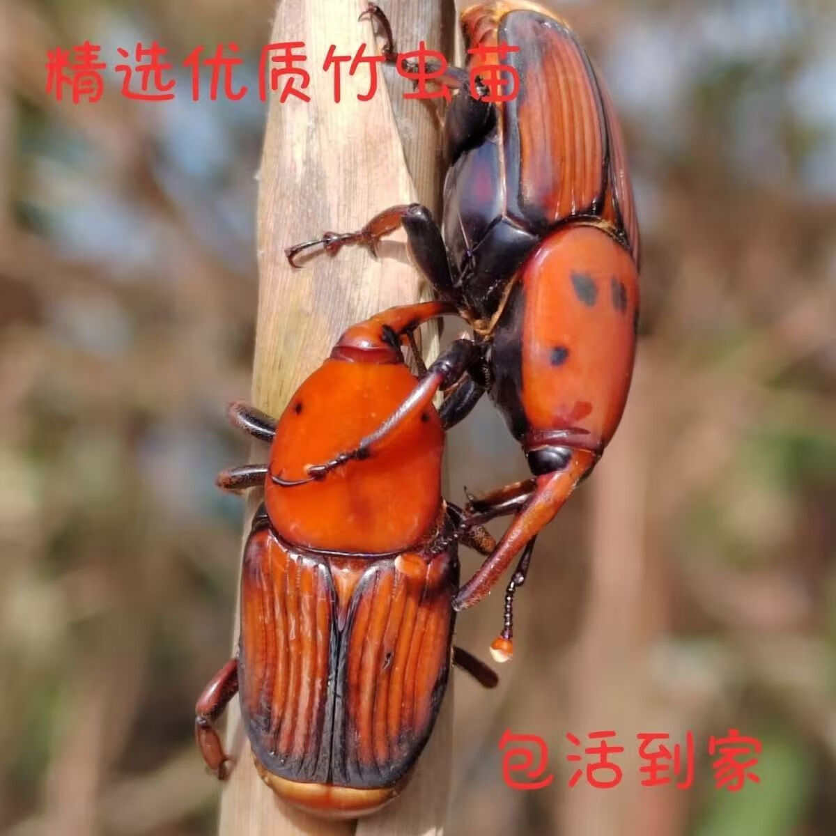 鲜活竹象种苗虫竹蛹竹笋虫蛹咀食竹子虫椰子虫活体包活 5对