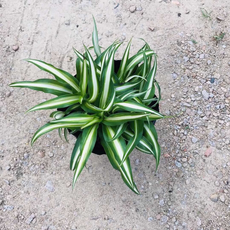 白玉金心吊兰盆栽卷叶卷边室内好养活的四季客厅吸花的绿色植物 白玉