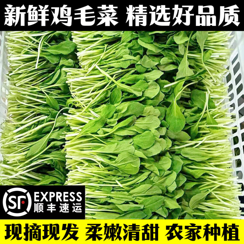 胖东来同款特级顺丰新鲜鸡毛菜现摘小松菜柔嫩清甜小油菜农家时令 2斤