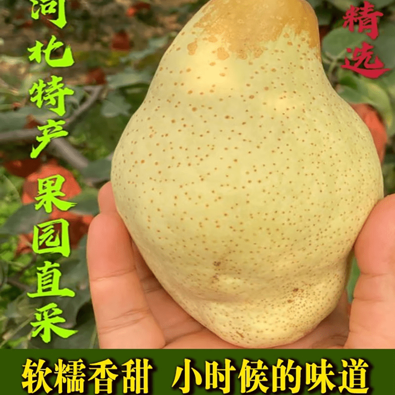 果益寿河北特产正宗贵妃梨油瓶梨大头梨太婆梨孕妇水果软梨5斤罕见