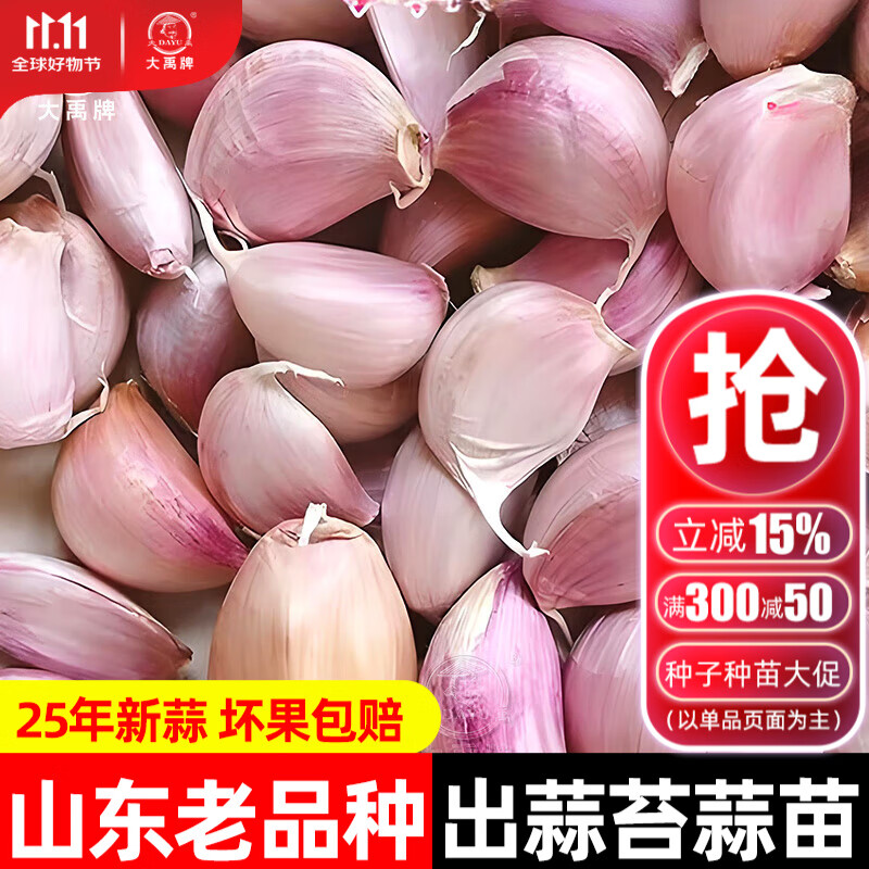大禹大蒜种子老品种紫红皮大祘头批发蒜种蒜头山东正宗香蒜出蒜苔蒜苗 山东蒜种子5斤老品种大蒜头优选