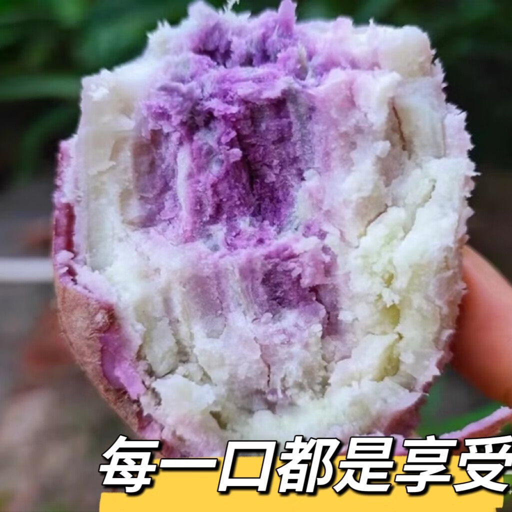 茂名新鲜冰淇淋红薯3-9斤粉面口杂粮产地直发新鲜现货可水培红薯 冰淇淋红薯中薯5斤 单果约2-8两之间