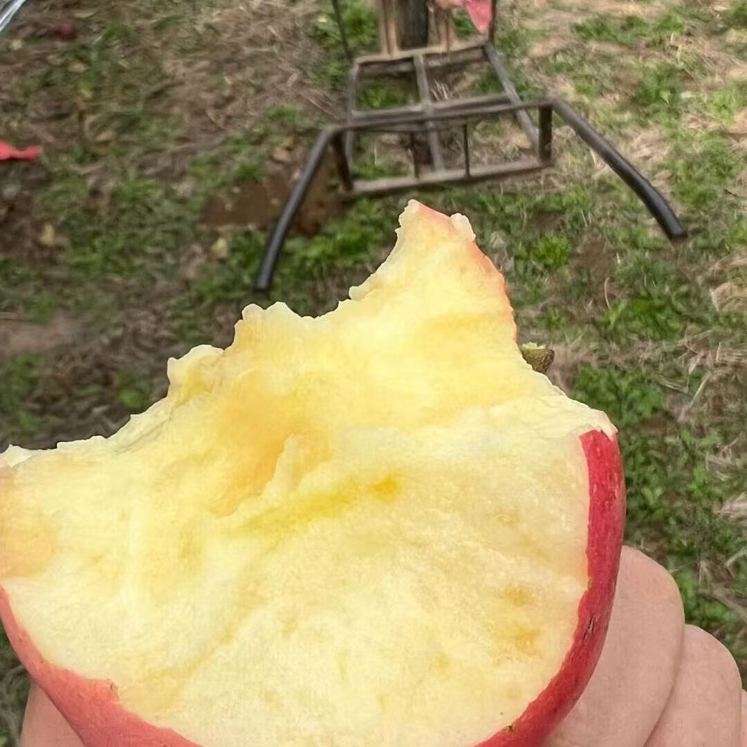 田园东方 ORIENT IDYLL高山红富士 （新疆 陕西双仓）苹果脆甜口感应季新鲜水果 带箱 5斤装70-80（净重4.5-5斤）