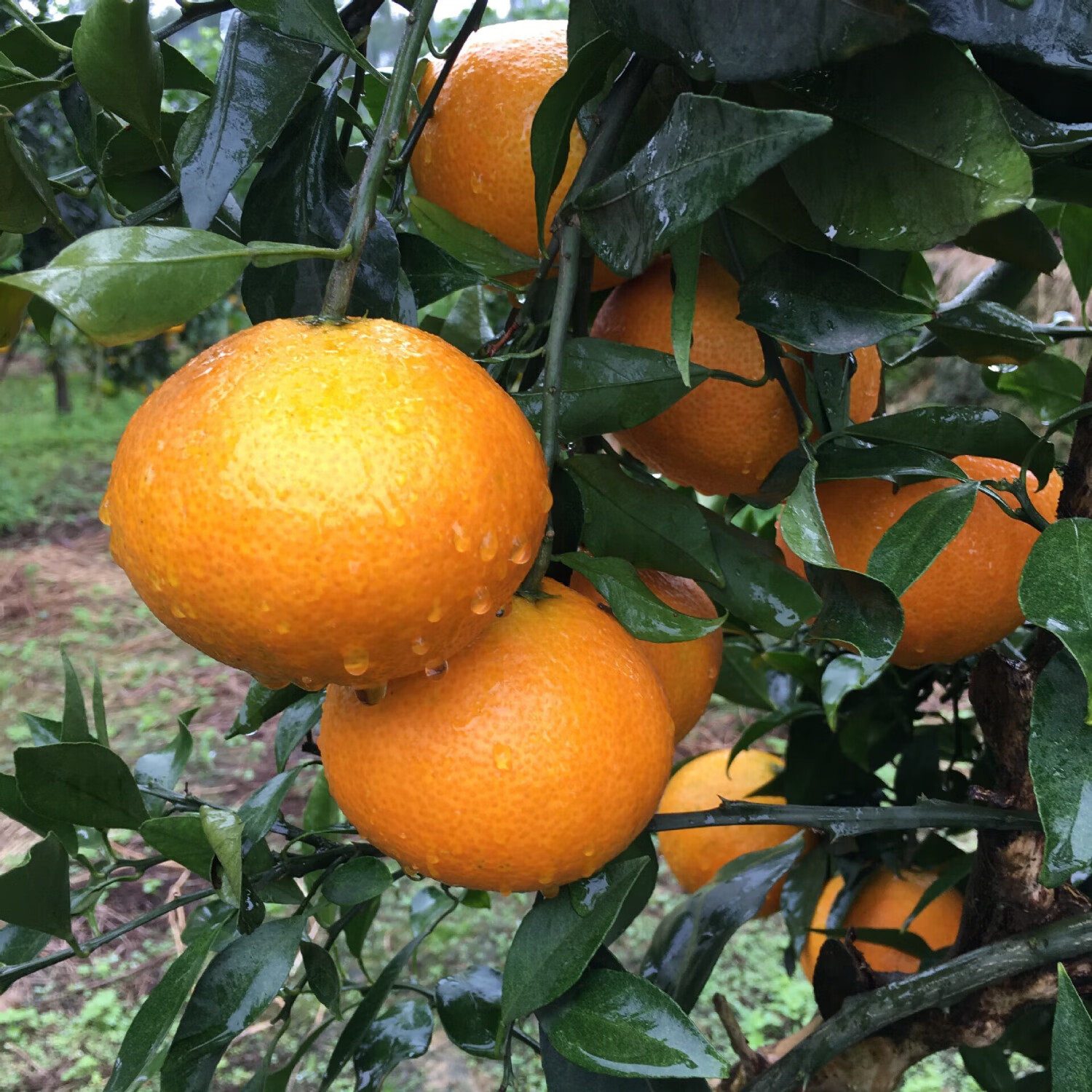 四川爱媛38号果冻橙子新鲜当季水果手剥柑橘新鲜水果礼盒 净重4.5-5斤-单果70-75MM+