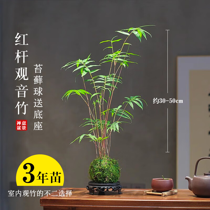 劉閣蘭花米竹红观音竹苔玉球苔藓球水培竹子室内植物盆栽桌面盆景客厅绿植 桌案推荐】红杆观音竹3年老桩苗苔藓球送底座