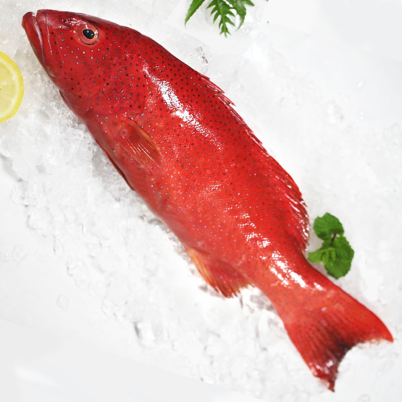 乐鲟汇生鲜 东星斑鱼 石斑鱼 老虎斑龙胆斑海参斑 海鲜水产鲜活生冻