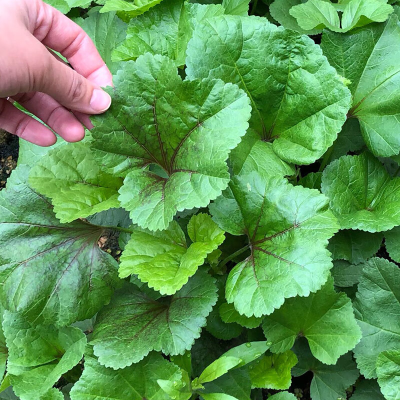 农之子 冬寒菜种子冬苋菜籽菜苗新鲜嫩菜种子秋冬季绿东寒菜 农之子