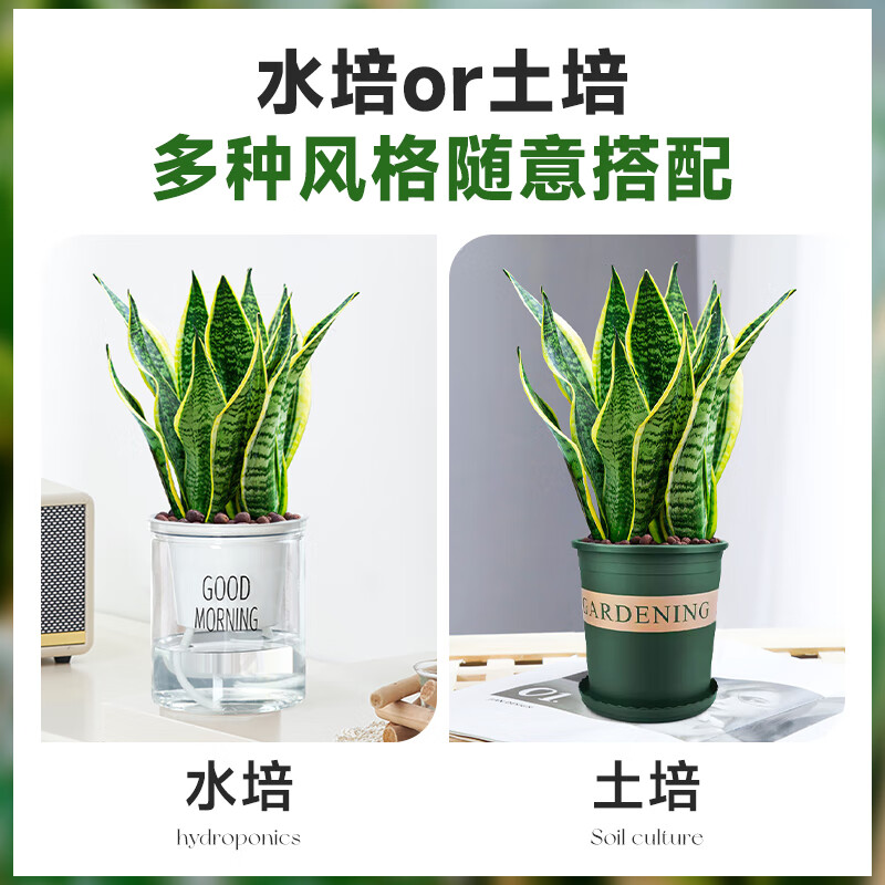 梵花壹木金边虎皮兰盆栽多肉易活水培植物绿植办公室内花卉大全客厅虎尾兰 虎皮兰70-80cm6棵（草编盆）送肥料 含盆