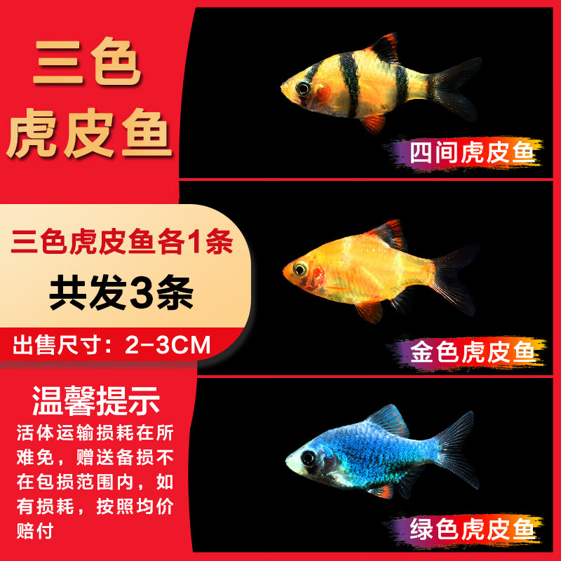 观赏鱼活体小型淡水宠物鱼金绿虎皮鱼群游鱼好养耐活鱼 三色虎皮各1条