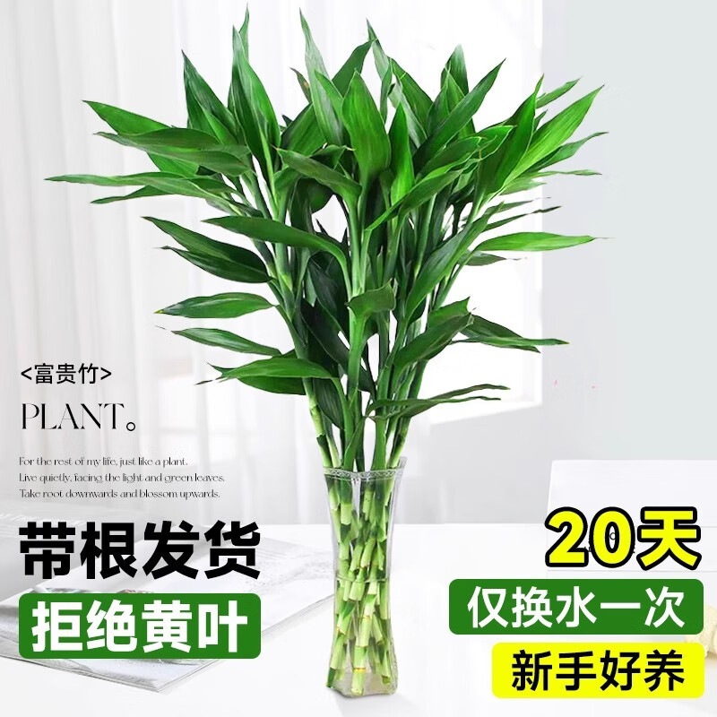 清洁MDS 富贵竹72cm(16根) 水培富贵竹绿植 京东折扣/优惠券