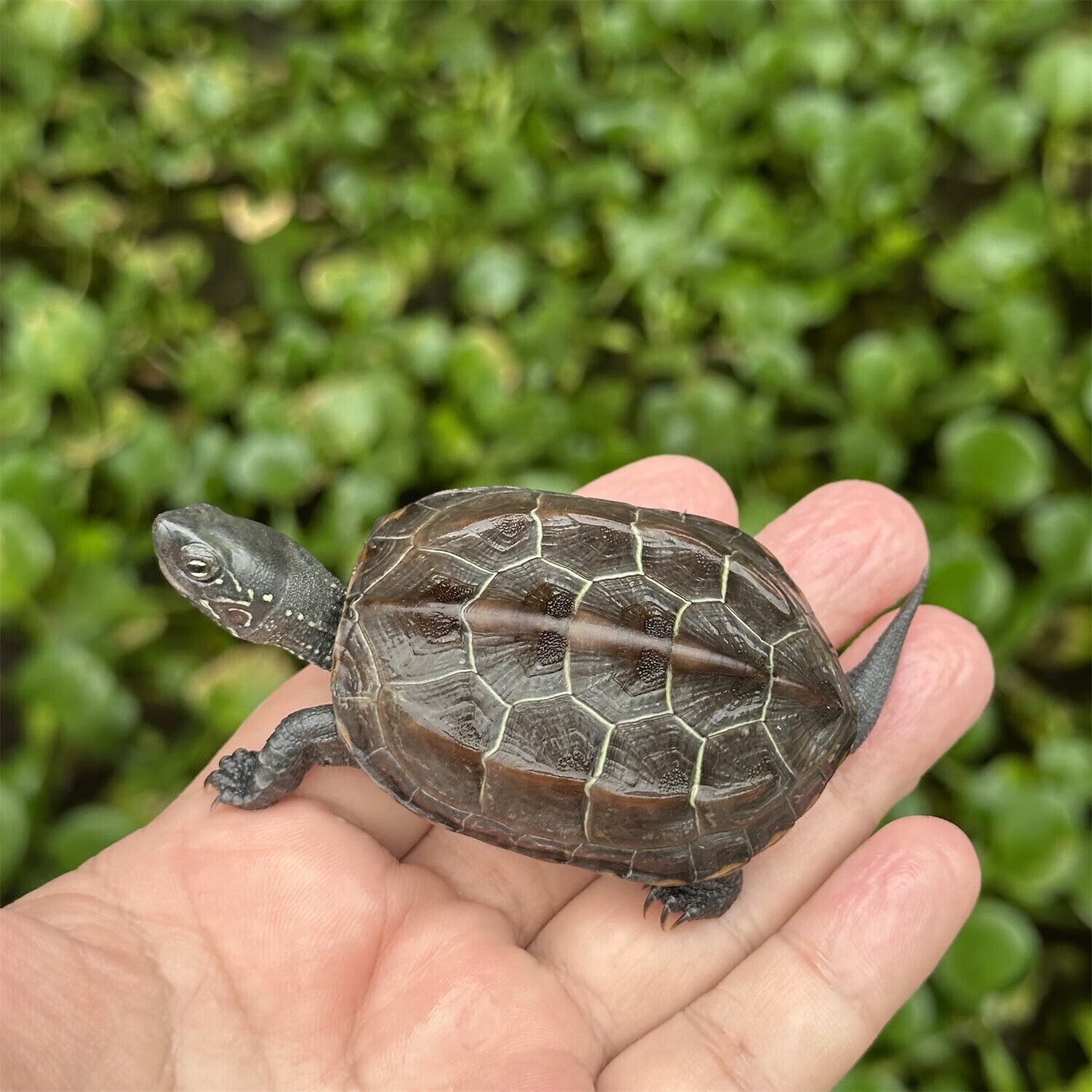 安徽中华草龟外塘纯种金线观赏水龟情侣招财墨龟宠物小龟活物 网红