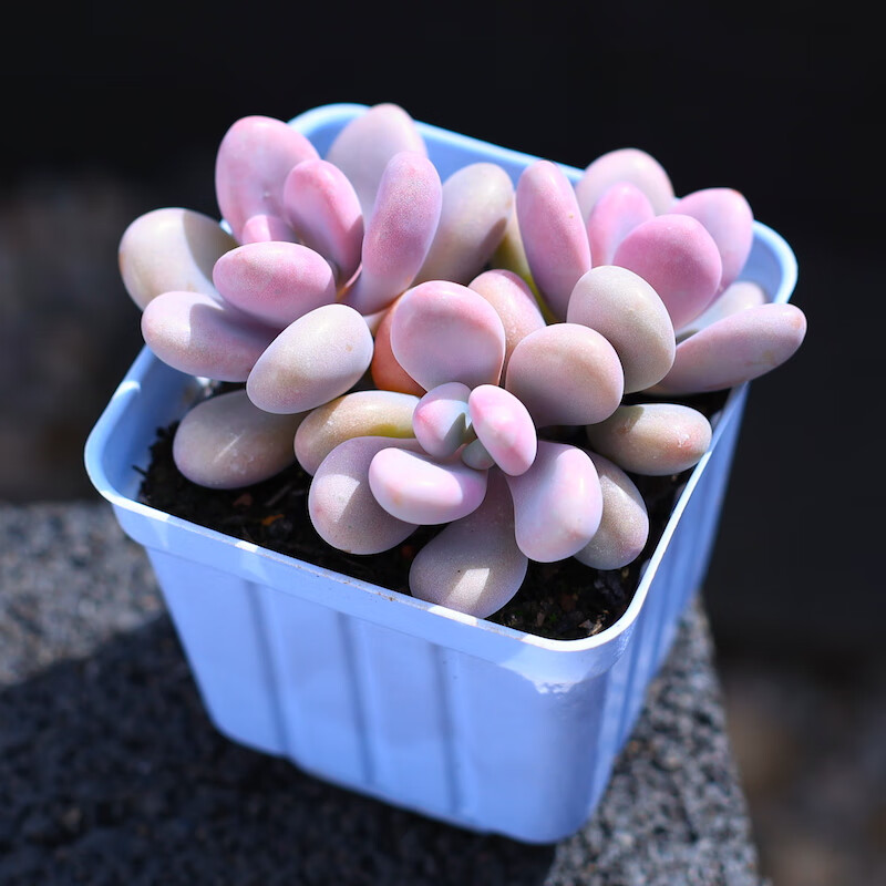 植物露养盆栽组合室内云南直发贵货稀有品种 桃蛋3头 简易塑料盆栽好
