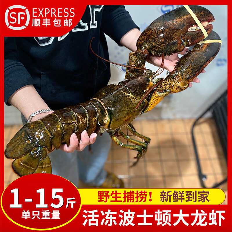 波士顿大龙虾龙虾特级大海鲜波龙海鲜水产澳洲奥龙鲜活 50-115cm 1斤(净重)  500g