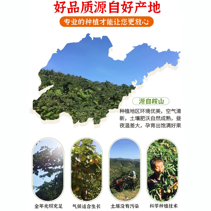 澄州呈礼25年新鲜水果 辽宁鞍山南果梨东北特产香甜软糯香水梨 产地直发 家庭装 黄南果梨5斤