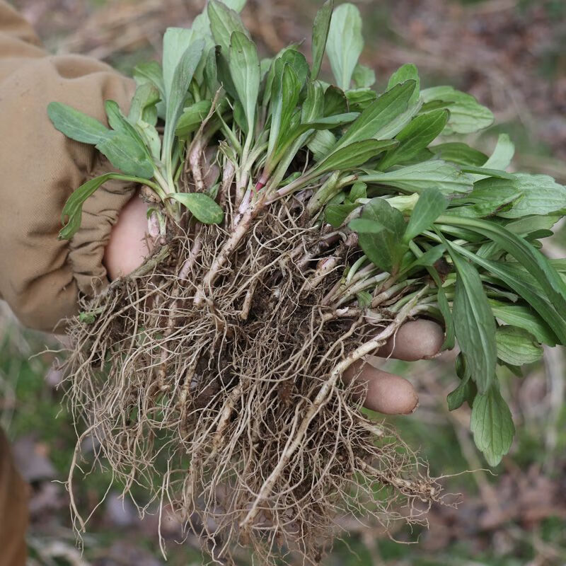 马兰头新鲜红梗带原土现挖马兰头带根蔬菜可观赏苗种根 红茎马兰头