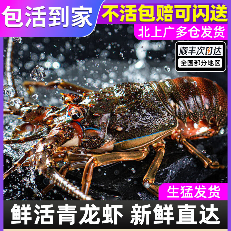 包活超大鲜活青龙虾顺丰速达 200-250g/只