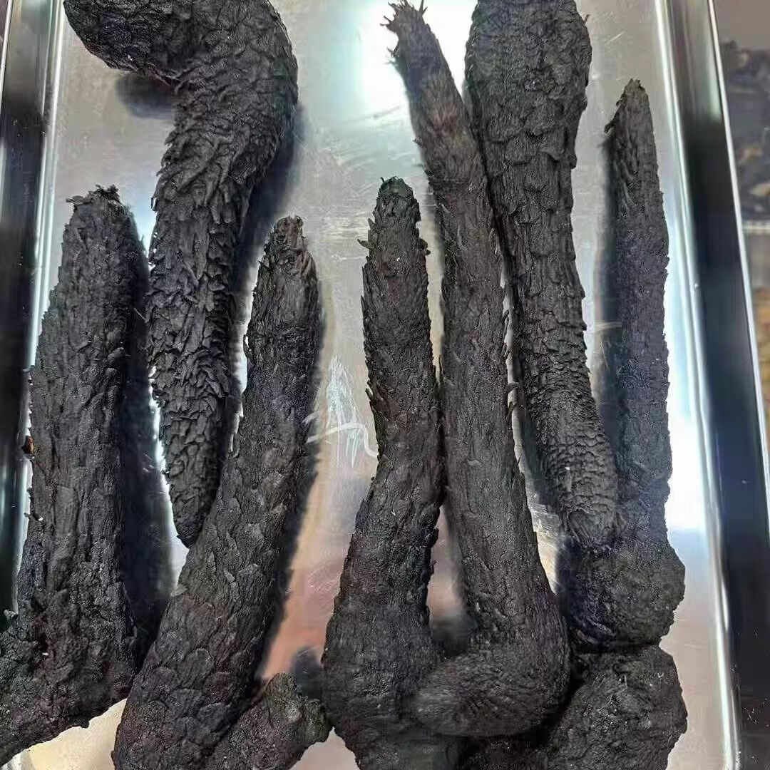 阿拉善肉苁蓉正宗阿拉善油苁蓉整根发货泡茶泡酒料肉松蓉整根正品肉丛蓉油从蓉 精选好货(一根)200克左右