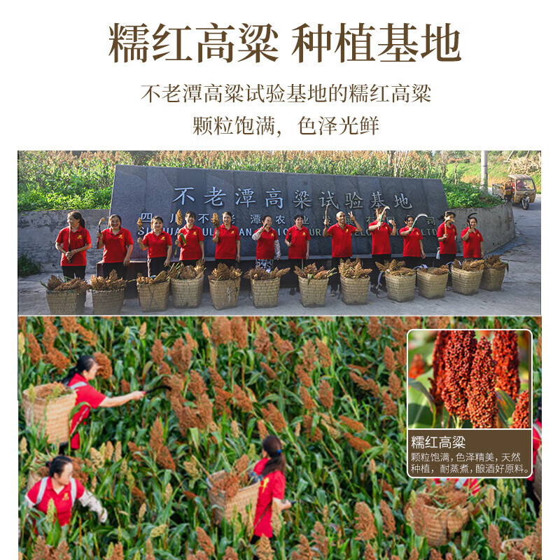 不老潭清香型白酒52度高粱酒纯粮食高度白酒光瓶口粮酒自饮小曲清香桶装 52度 5L 1桶 大曲纯粮【浓香型】大桶实惠  新老包装随机发