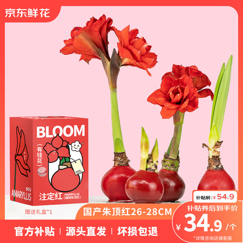 京东鲜花朱顶红礼盒版蜡球周长26-28cm品种随机圣诞节日礼物源头直发