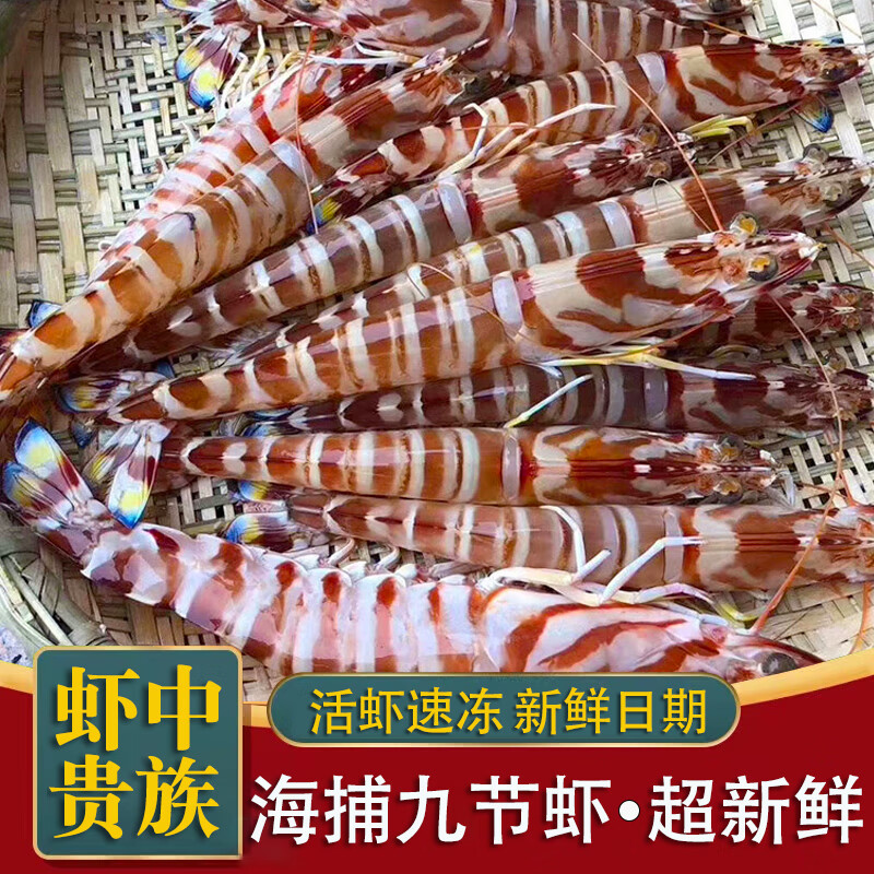 蝶島船說 鮮活速凍大斑節(jié)蝦 海捕大蝦九節(jié)蝦 特大竹節(jié)蝦明蝦 年貨海鮮 500g(凈重)  【大斑節(jié)蝦】10-12只