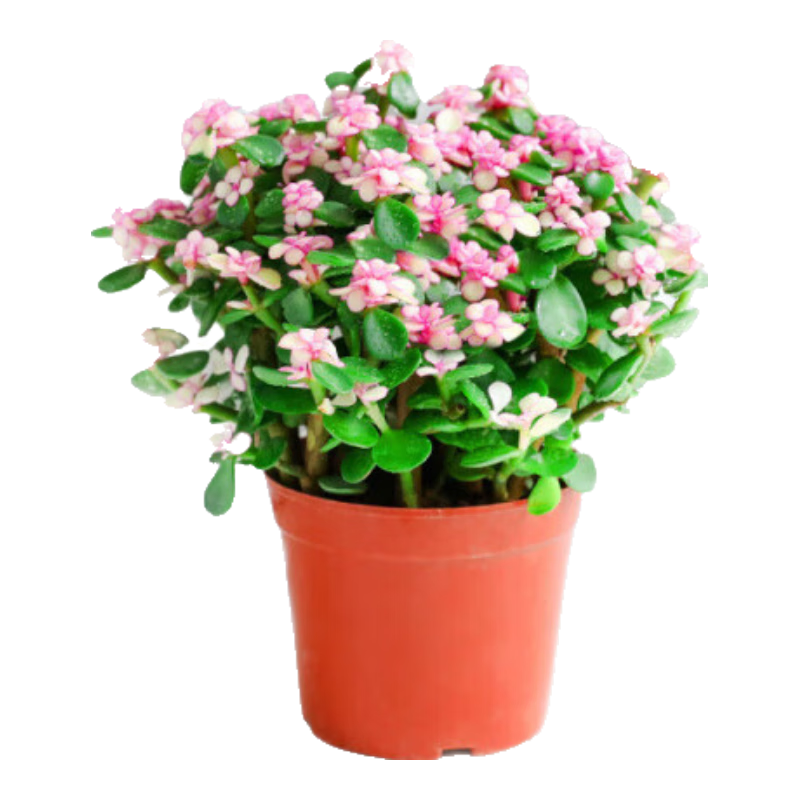 盆栽水培多肉植物室内花卉办公老桩绿植净化好养肉肉盆景 小金枝玉叶(丛生多枝)原盆 含盆