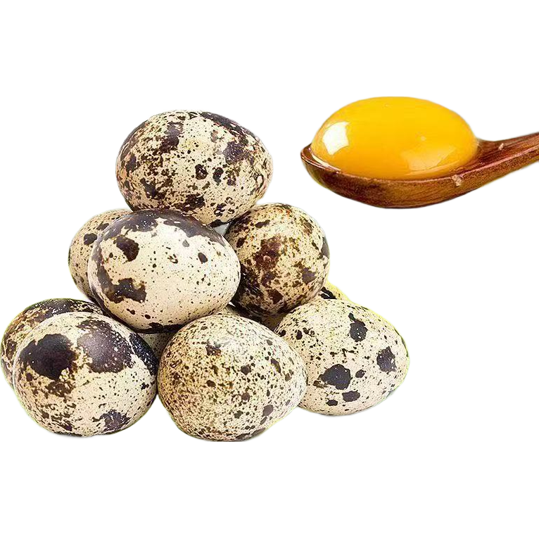 源头直供农家鹌鹑蛋 新鲜活蛋 现捡现发 健康滋补早餐优选正恩 颗颗精选25枚*1箱