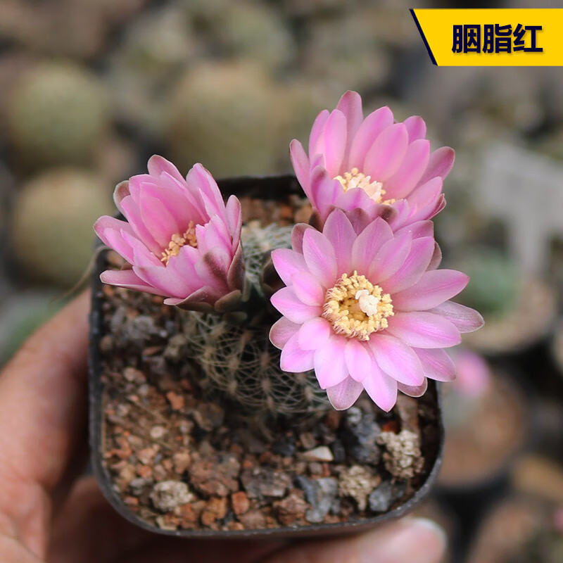 实生胭脂红仙人球稀有开花粉花勤花罗星丸仙人掌多肉阳 胭脂红3cm实生