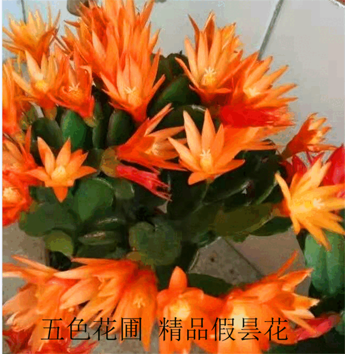 新品蟹爪兰三月红橘红色假昙花室内盆栽原盆带土花期快过都开花了 小