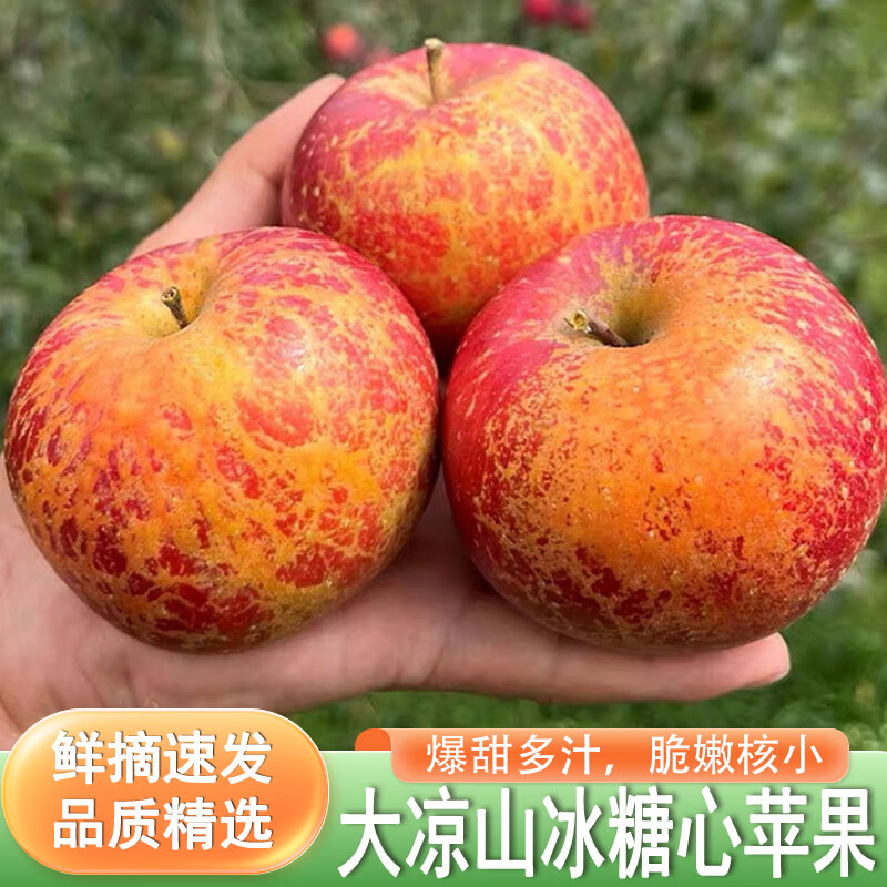 鯨蚨源大涼山冰糖心丑蘋果四川鹽源蘋果脆甜新鮮孕婦水果當(dāng)季年貨整箱 優(yōu)選9斤中果
