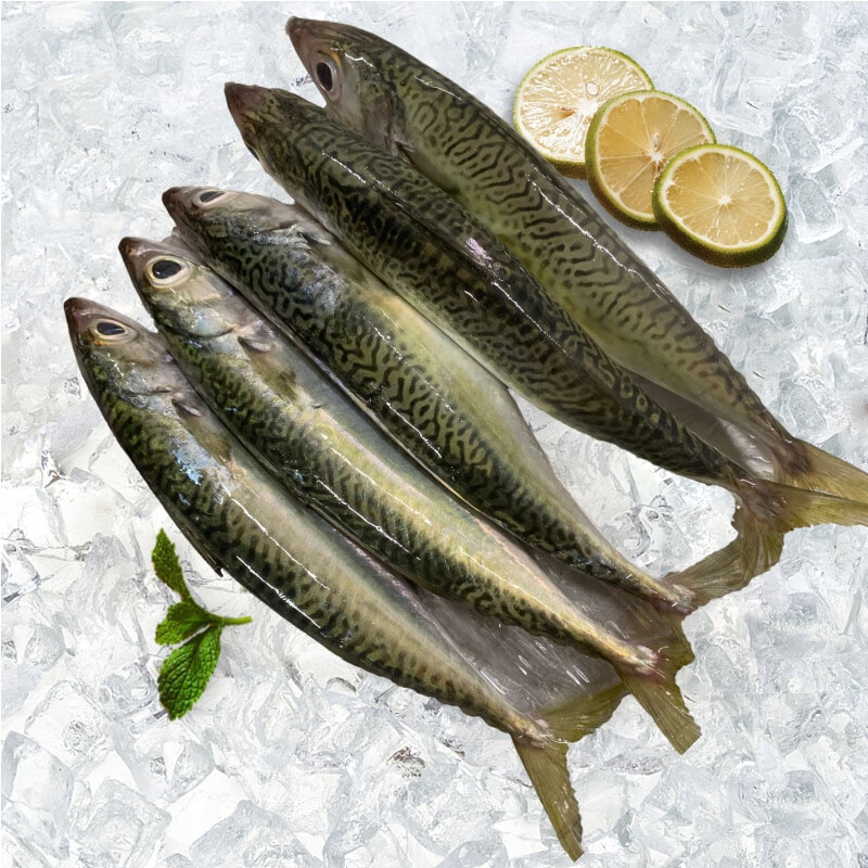 时寐海捕青花鱼 鲭鱼 花仙鱼 花池鱼 花胶鱼 海鲜水产 新鲜活冻海鱼