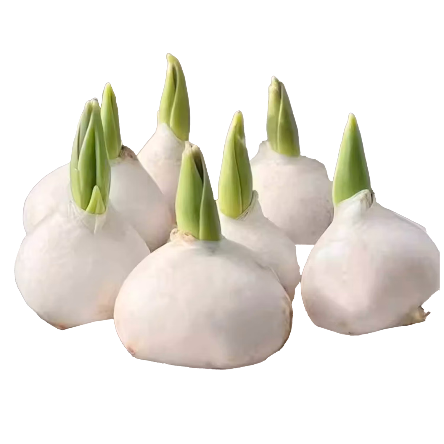 ˮ㻨ͺ쿪 10+ɱ++Һˮɡ 11-12cm ܳ