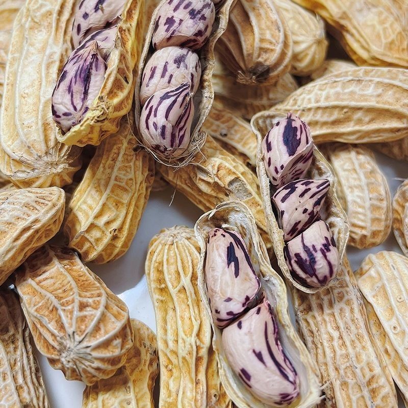 云南特产野地七彩花生带壳新货生花生牛奶花生米晒干新货花皮紫衣 1斤精选农家自种带壳干花生（小颗粒，独颗）