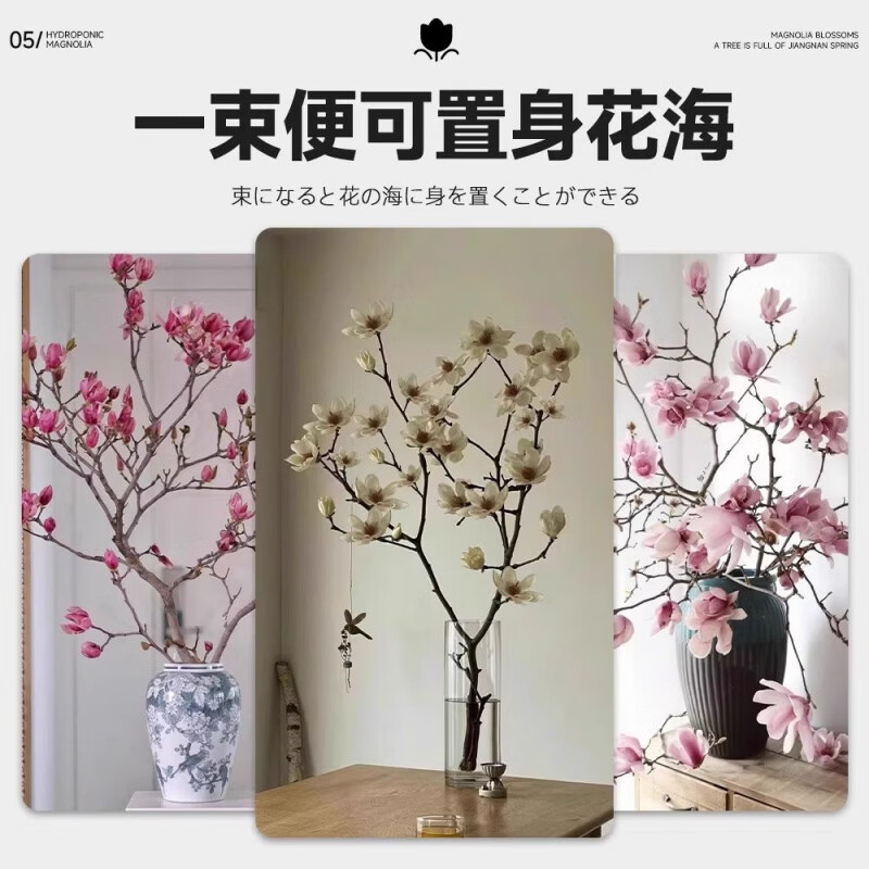 两草三花水培玉兰鲜切花枝带花苞家用水养鲜花卉干枝室内好养耐寒植物盆栽 粉玉兰枝条水培+营养液 50cm3枝