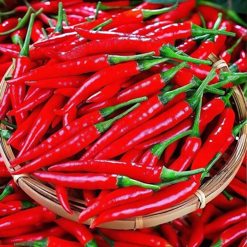 新鲜小米辣贵州特辣红辣椒辣椒小米鲜椒朝天椒魔鬼泡椒指天椒巨辣 新鲜现摘小米椒【现摘现发】 净重1斤