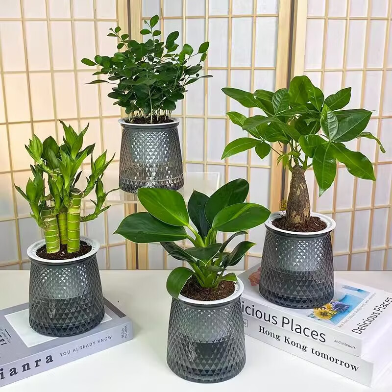 OYKTN办公室绿植桌面小盆栽水培客厅室内开花好养发财树绿萝办公桌花卉 金钻+灰透吸水盆 含盆