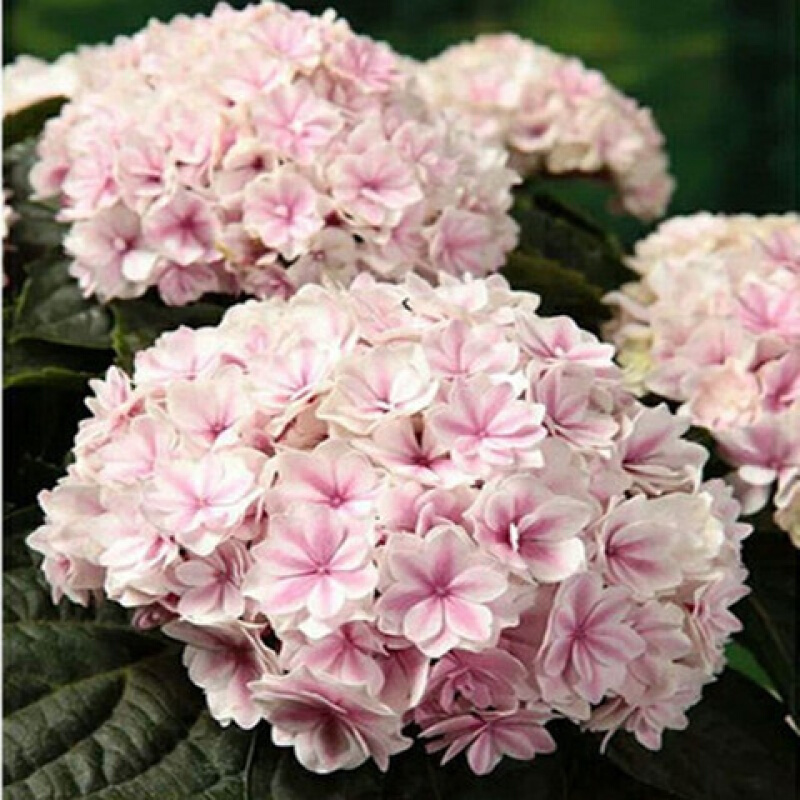 八仙绣球花苗当年开花绣球花苗盆栽绣球花进口绣球花苗 夏洛特