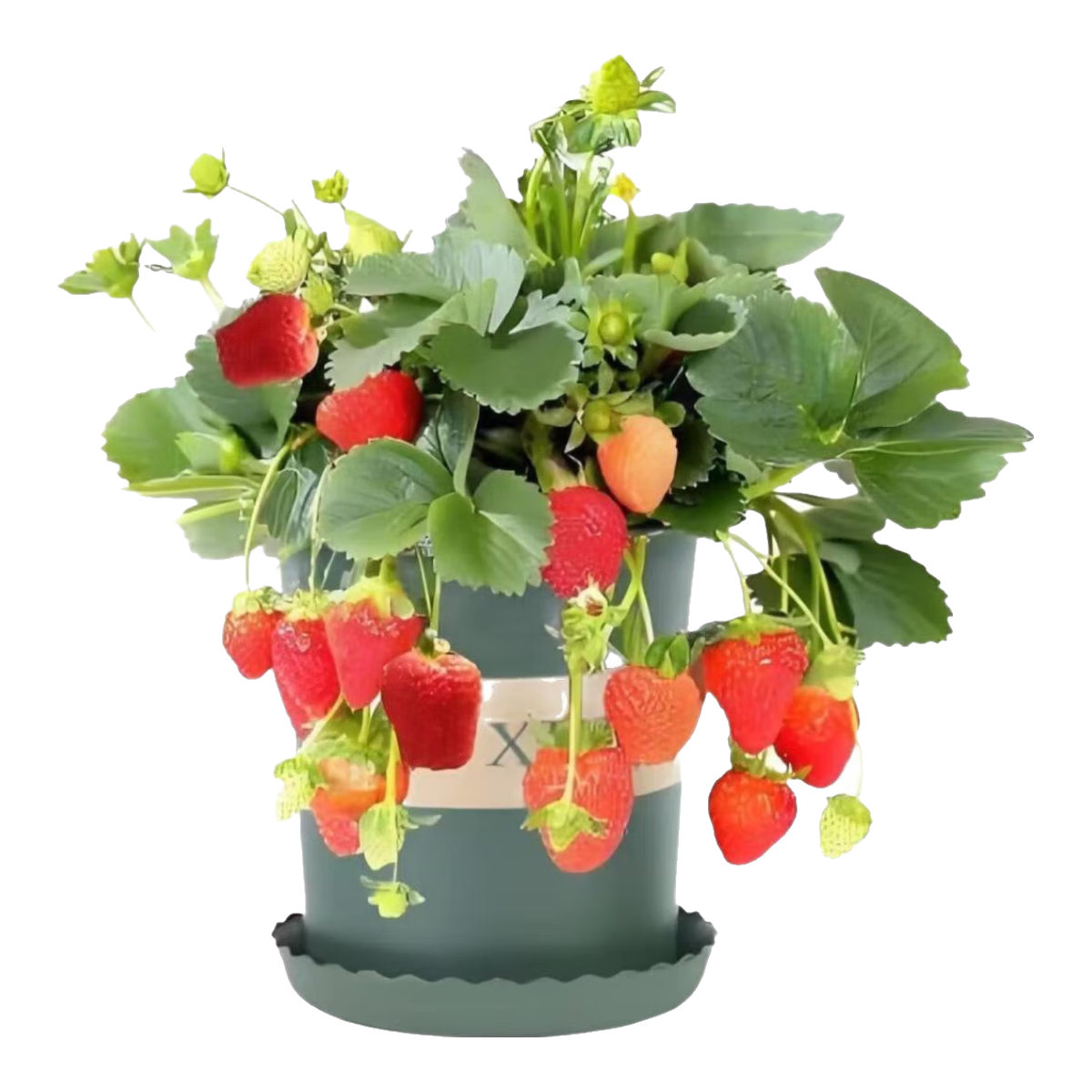 奶油红颜草莓苗加仑盆四季种植全国适用0.5加仑盆带盆带土栽好 红颜草莓苗+肥料 加仑盆【1盆】高10cm直径10cm