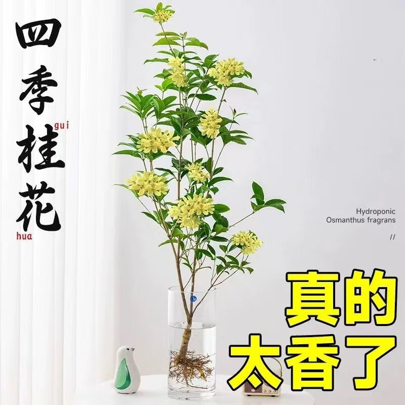 四季桂花懒人水培植物树苗室内好养易活花卉绿植盆栽 2棵
