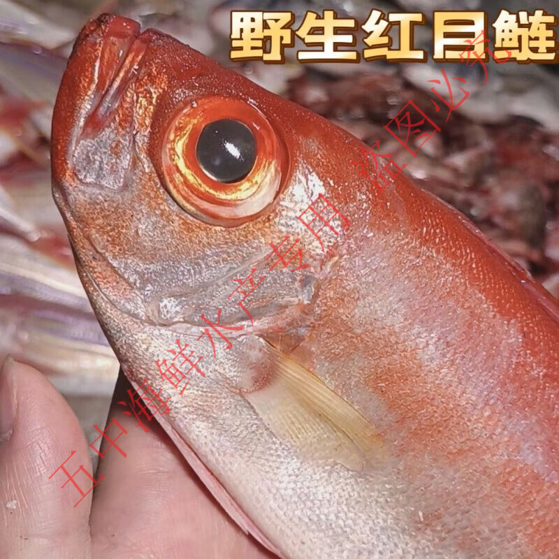 500g 一斤两条 5斤装(9-11条)新鲜大眼鱼