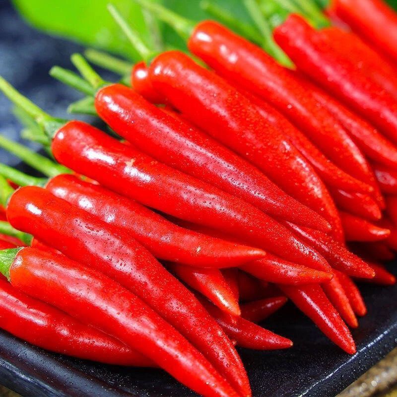 新鲜采摘贵州小米椒餐饮巨辣朝天椒指天椒特辣小米辣可做泡椒剁椒 品质尝鲜【巨辣1斤】爆辣小米椒