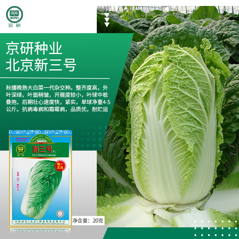 ���д�ײ����ӱ���������ũ��Ժ�ﲥ�����ײ˸�ͷ����Ҷ���߲����� ���������� 20��