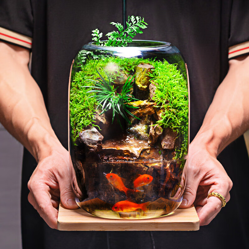 艾格辰石上清泉流水款养鱼缸真植物苔藓微景观生态瓶办公室成品室内送礼 C款单景观 礼盒 198元