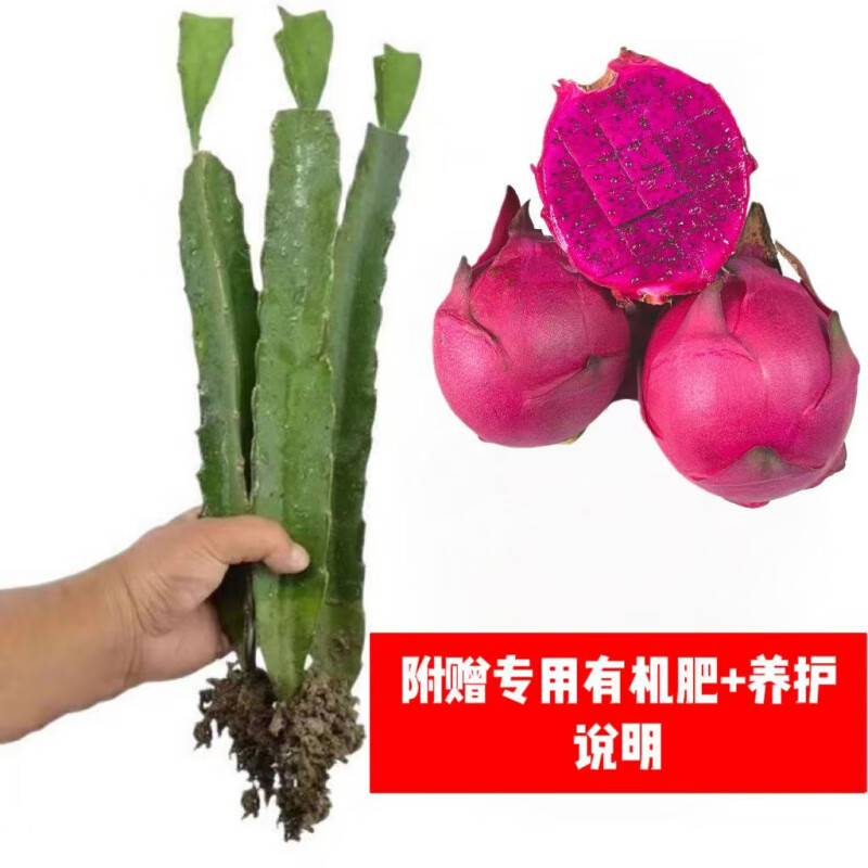 火龙果树苗盆栽四季结果南北方种植爬藤燕窝红心火龙果苗当年结果