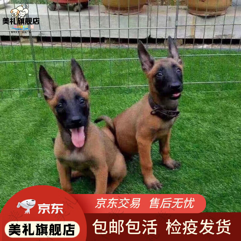 马犬混血幼犬帅气便宜好养包活小狗放牧短毛爆红狗黑红便宜大型犬