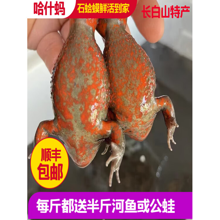 胖东来同款品质东北哈什蚂 石蛤蟆母的 长白山特产 林蛙鲜活母豹 特小