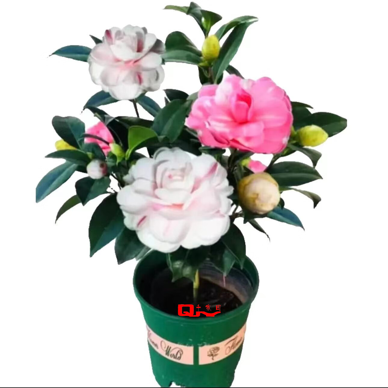 千家园花卉 QIAN JIA YUAN山茶花盆栽福建正版品种十八学士多色红赤丹四季常绿开花名贵茶花 乔伊茶花（复色大花）/总高40±5cm 带育苗盆，当前非花期，夏季结苞