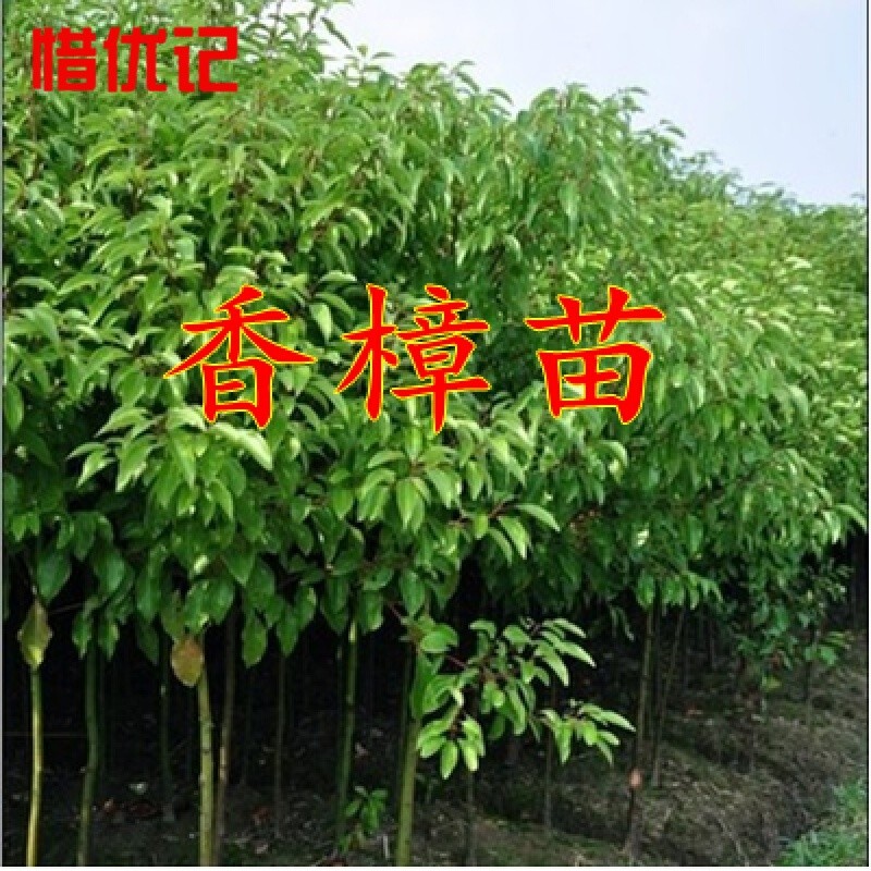 大叶香樟树苗四季常青绿化苗木香樟树小苗可驱蚊庭院绿化树苗 50cm高