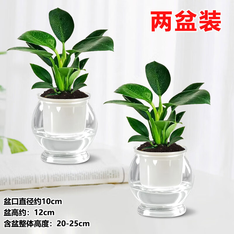 �����������ֲ�﹫����ȩ�������ڰ칫���ļ����ྻ�������������� ����������һ��һ��2��͸�������ˮ��+2�������� ����߶�20-25/�����̹���