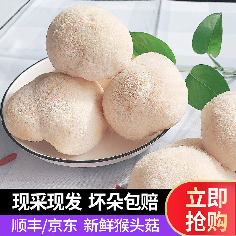 古松古田新鲜猴头菇一斤 现摘现发食用鲜菌菇鲜蘑菇煲汤食材 新鲜猴头菇一斤