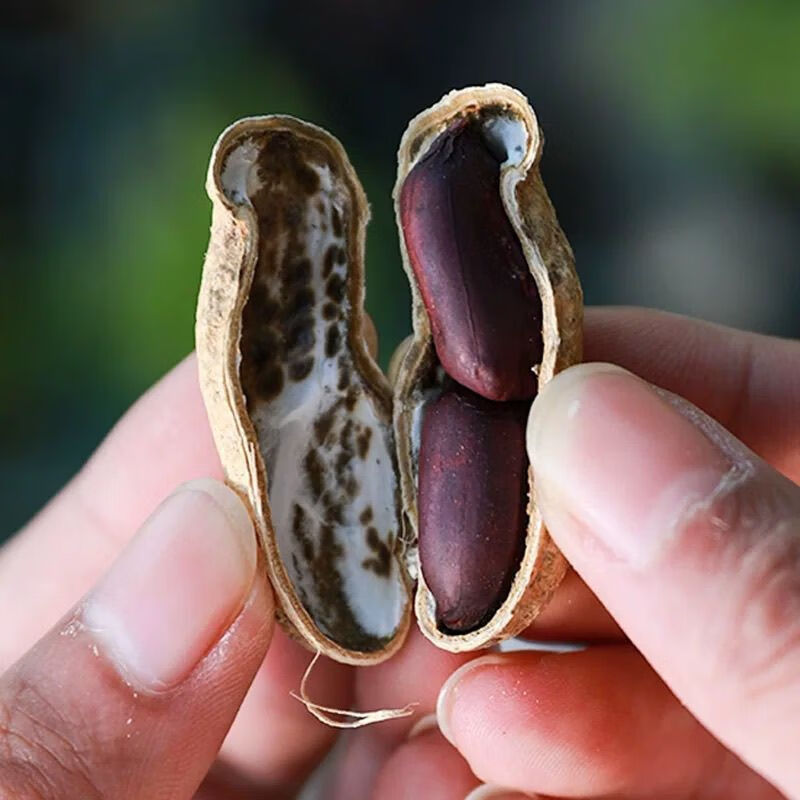 【新货】正宗黑花生带壳生吃云南特产新鲜晒干新货富硒黑花生 精选农家带壳自产黑花生 老品种独粒黑花生 回甘味更好 1斤